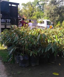 bibit buah durian musangking musang king unggul Banten
