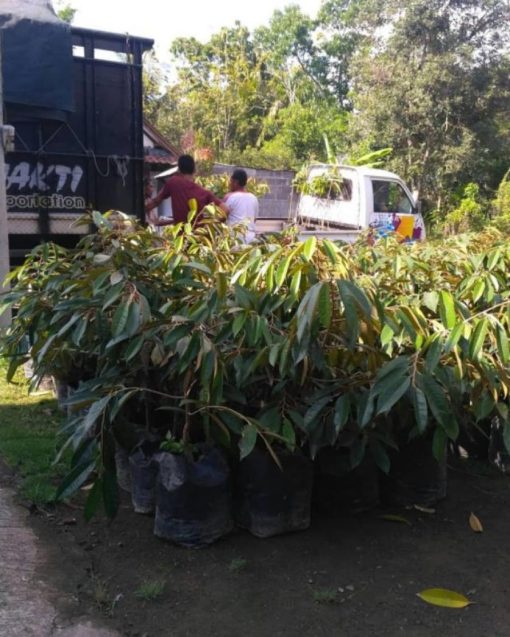 bibit buah durian musangking musang king unggul Banten