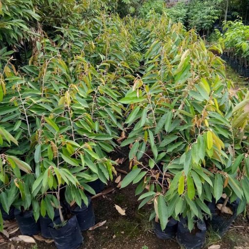 bibit buah durian musangking musang king unggul Sumatra Selatan