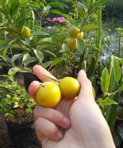 bibit buah jeruk tongheng unggul Jakarta