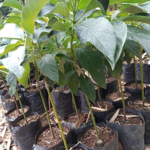 bibit buah alpukat markus okulasi cepat berbuah Tidore Kepulauan