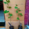 Bibit anggur import manicure finger Grafting Jawa Timur