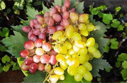 promo bibit anggur impor Ternate