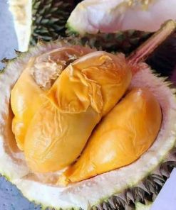 bibit tanaman durian duri hitam kaki 3 Banten