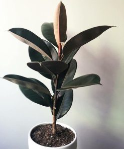 tanaman indoor pohon karet kebo ficus elastica beringin karet kebo Banjar