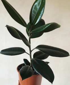 tanaman indoor pohon karet kebo ficus elastica beringin karet kebo Jawa Tengah