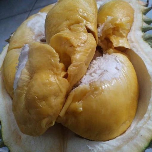 bibit tanaman buah durian bawor kaki 3 bibit durian bawor bibit durian Lampung