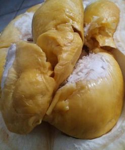 bibit tanaman buah durian bawor kaki 3 bibit durian bawor bibit durian Sumatra Barat