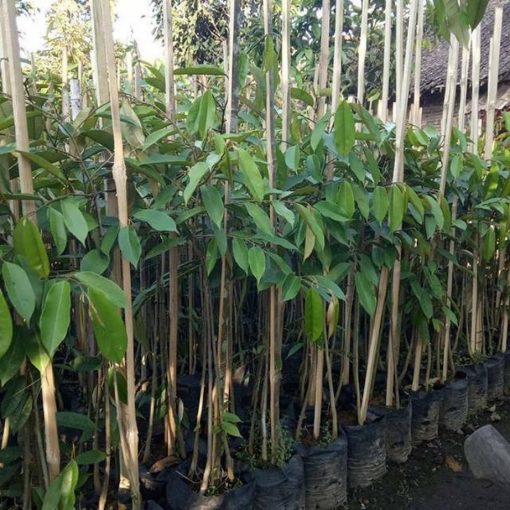 bibit tanaman buah durian bawor kaki 3 bibit durian bawor bibit durian Gorontalo