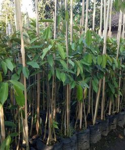 bibit tanaman buah durian bawor kaki 3 bibit durian bawor bibit durian Magelang