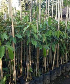 bibit tanaman buah durian bawor kaki 3 bibit durian bawor bibit durian Pariaman