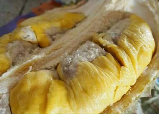 bibit tanaman buah durian bawor kaki 3 bibit durian bawor bibit durian Kalimantan Timur