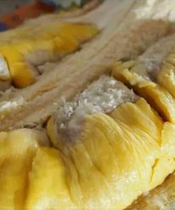 bibit tanaman buah durian bawor kaki 3 bibit durian bawor bibit durian Jakarta
