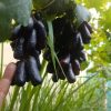 BIBIT ANGGUR IMPORT MOONDROP ASLI GRAFTING Jawa Barat