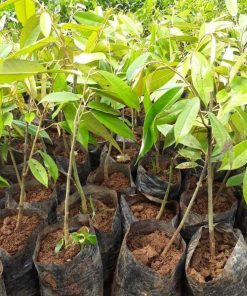 Bibit Durian Bawor Hasil Okulasi Jawa Barat