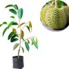 Bibit Durian Kanjau Sumatra Barat