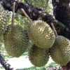 bibit durian musangking hasil okulasi Kalimantan Selatan