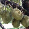 bibit durian musangking hasil okulasi Palopo