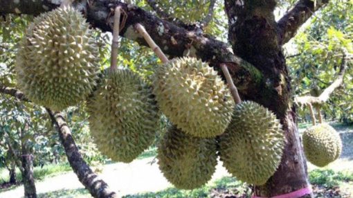 bibit durian musangking hasil okulasi Palopo