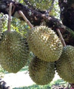 bibit durian musangking hasil okulasi Kalimantan Selatan