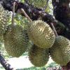 bibit durian musangking hasil okulasi Jawa Barat
