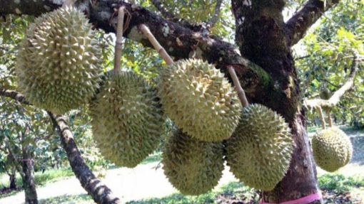 bibit durian musangking hasil okulasi Sulawesi Utara