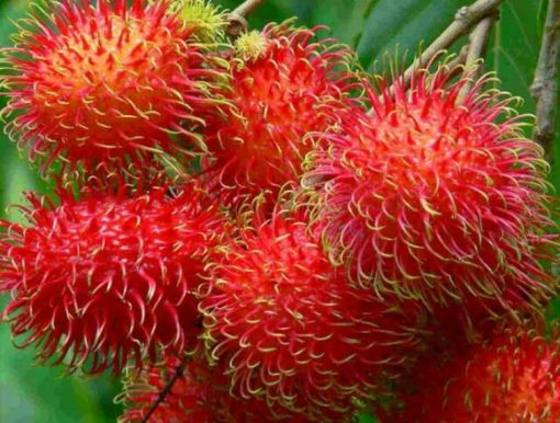 Bibit Buah Rambutan Jumbo Manis Ngelotok Zaenal Mahang Kalimantan Asli Kalimantan Tengah