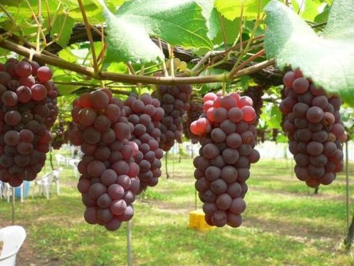 Asli bibit buah anggur import rumba Sumatra Utara