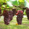 Asli bibit buah anggur import rumba Sumatra Selatan