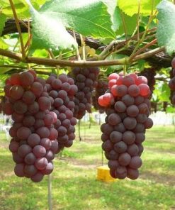 Asli bibit buah anggur import rumba Jawa Barat