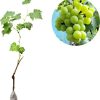 Bibit Buah Anggur Hijau Green Belgium Payakumbuh
