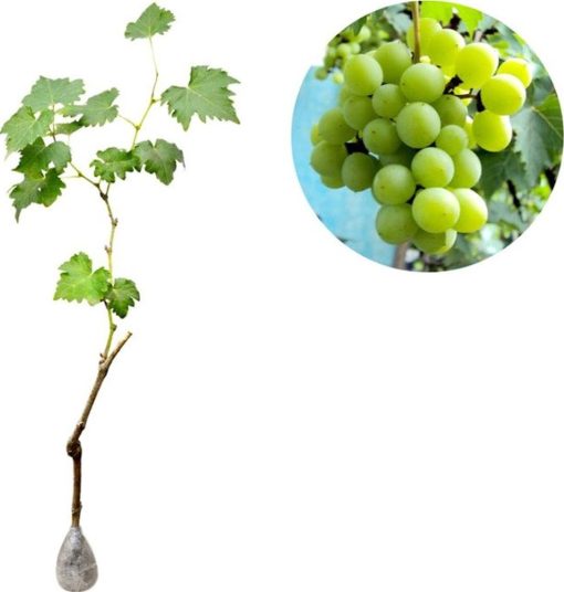 Bibit Buah Anggur Hijau Green Belgium Payakumbuh