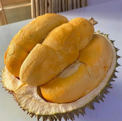 bibit durian musangking kaki 3 Pagaralam