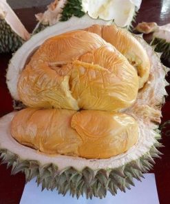 bibit durian musangking kaki 3 Sumatra Utara