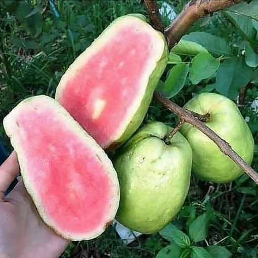 bibit jambu cristal merah cepat berbuah Sulawesi Selatan