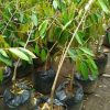 Bibit Durian Duri Hitam Jawa Barat