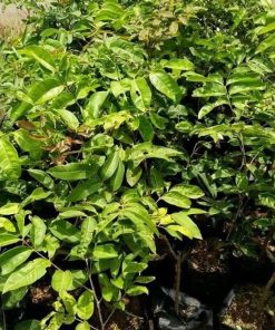 Bibit Kelengkeng Aroma Durian Okulasi Kualitas Unggul Jawa Tengah
