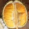 BIBIT DURIAN BAWOR KAKI 3 UNGGUL Jawa Barat