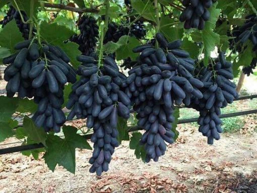 Bibit Anggur import Moondrop Sweet Saphire Sumatra Barat
