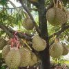 Mer Ah Bibit Durian Bawor Sumatra Barat