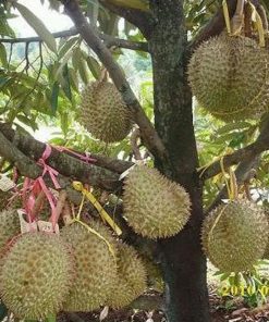 Mer Ah Bibit Durian Bawor Sumatra Barat