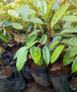 mer ah bibit durian bawor Kota Administrasi Jakarta Utara