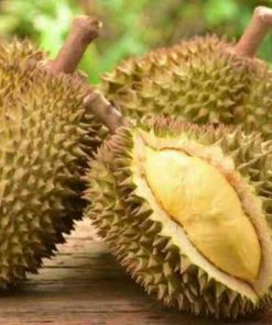 bibit durian montong unggul Kepulauan Riau