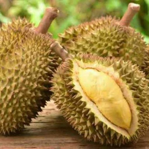 bibit durian montong unggul Kepulauan Riau