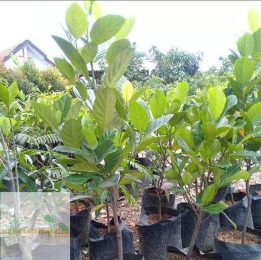 bibit pohon nangka gede super segar ukuran 1 meter Papua