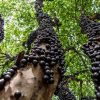 ANGGUR POHON BIBIT ANGGUR BRAZIL SABARA Sumatra Barat