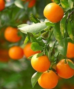 bibit tanaman jeruk tongheng jepang kulitnya bisa dimakan dan manis banget Banjar