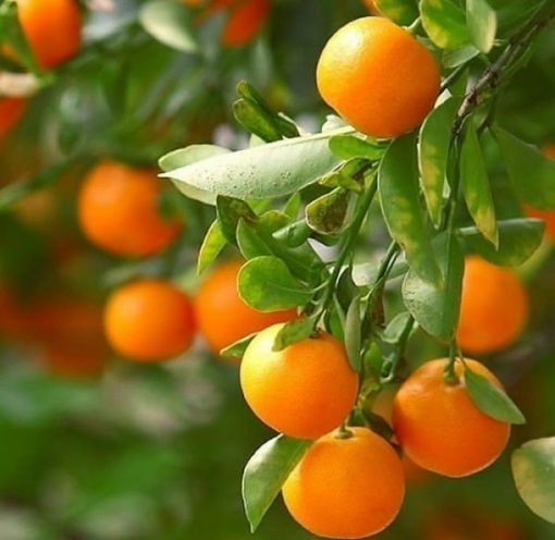 bibit tanaman jeruk tongheng jepang kulitnya bisa dimakan dan manis banget Banjar