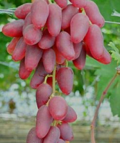 Bibit anggur impor duboski pink bisa COD Jawa Barat