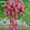 Bibit anggur impor duboski pink bisa COD Jakarta